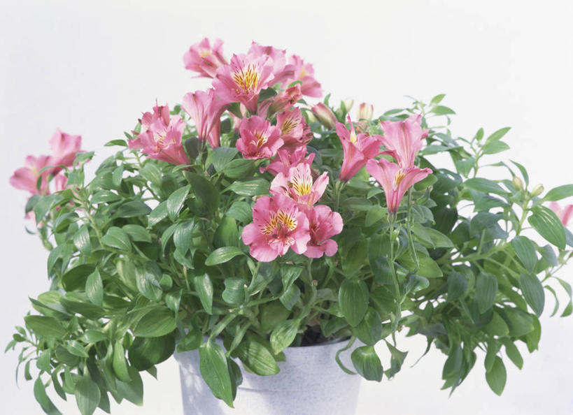 无人,横图,俯视,室内,特写,白天,白色背景,植物,六出花,叶子,盛开,盆栽,绿叶,盆景,花蕾,花,花瓣,花朵,鲜花,粉色,绿色,自然,花苞,花蕊,嫩叶,摄影,影棚,生长,成长,水仙百合,秘鲁百合,叶,叶片,彩图,高角度拍摄,影棚拍摄,拍摄