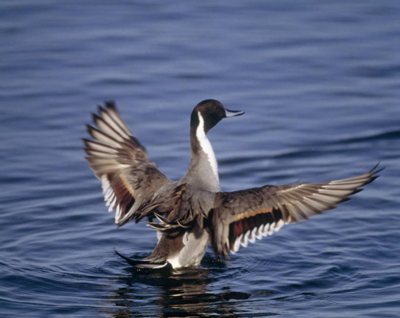 游泳,无人,横图,室外,白天,湖,湖泊,美景,水,鸟,伸展,张开,展翅,阴影,波纹,朦胧,模糊,光线,翅膀,鸟类,影子,湖面,景观,水流,水面,涟漪,一只,背面,倒影,水纹,阳光,自然,波浪,湖水,景色,倒映,自然风光,张开翅膀,水晕,泅水,长闹,长尾凫,拖枪鸭,针尾鸭,中鸭,反照,展开翅膀,拍浮,彩图,全身