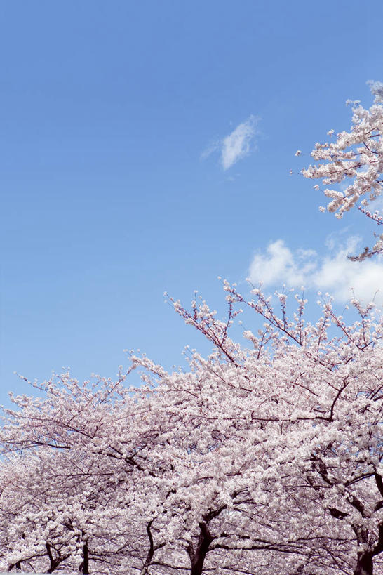 无人,竖图,室外,白天,仰视,幸福,纯洁,美景,樱花,奈良县,日本,亚洲,阴影,盛开,光线,影子,景观,云,云朵,花蕾,云彩,花,花瓣,花朵,鲜花,蓝色,白云,蓝天,天空,阳光,自然,天,花苞,花蕊,景色,晴朗,等待,生命,自然风光,东亚,本州,本州岛,日本国,近畿地方,奈良,近畿,仙樱花,福岛樱,青肤樱,高尚,热烈,晴空,荆桃,彩图,低角度拍摄,吉野郡