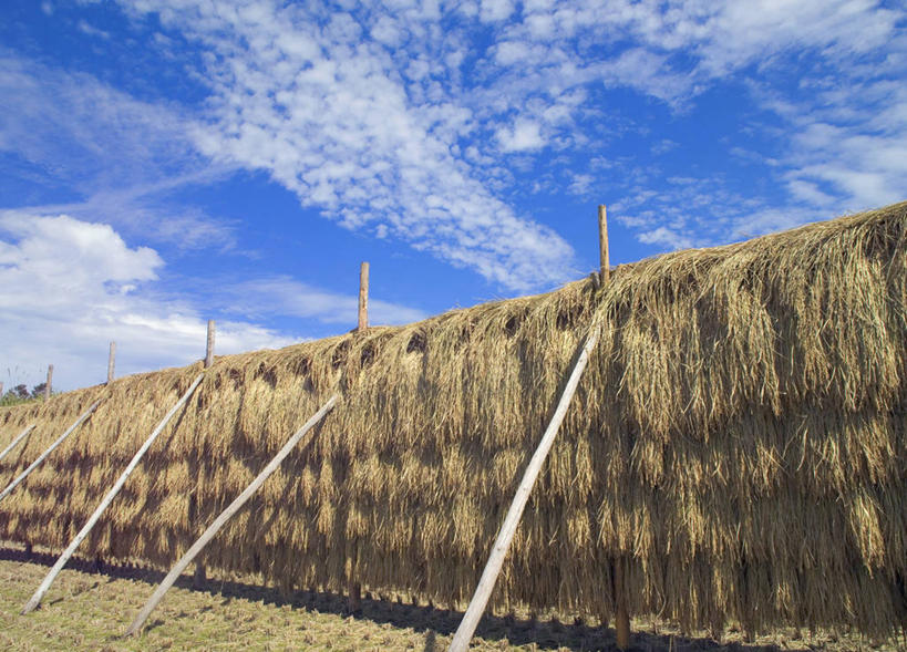 无人,农田,横图,室外,白天,正面,农业,庄稼,农作物,美景,日本,亚洲,吊挂,悬挂,阴影,光线,影子,稻田,景观,云,云朵,挂,云彩,架子,蓝色,白云,蓝天,天空,阳光,自然,天,景色,晴朗,支撑,自然风光,东亚,本州,本州岛,日本国,中国地方,鸟取,鸟取县,晴空,彩图,耕地,庄稼田,西伯郡,伯耆町