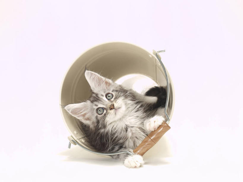 无人,横图,室内,白天,白色背景,正面,宠物,猫,水桶,桶,注视,一个,一只,动物,容器,观察,看,趴着,可爱,摄影,影棚,单个,观看,储藏,察看,储存,关注,猫咪,趴,彩图,全身,影棚拍摄,拍摄,贮存