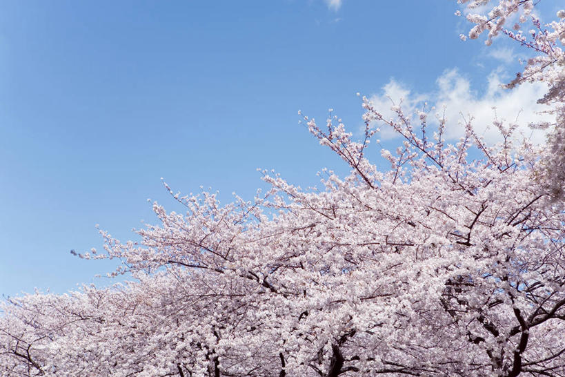 无人,横图,室外,白天,仰视,旅游,度假,幸福,纯洁,美景,树林,植物,樱花,奈良县,日本,亚洲,阴影,盛开,光线,影子,景观,云,云朵,枝条,花蕾,云彩,娱乐,花,花瓣,花朵,鲜花,树,树木,树枝,粉色,蓝色,绿色,白云,蓝天,天空,阳光,自然,天,花苞,花蕊,享受,休闲,景色,放松,生长,晴朗,成长,等待,生命,自然风光,东亚,本州,本州岛,日本国,近畿地方,奈良,近畿,仙樱花,福岛樱,青肤樱,高尚,热烈,虬枝,枝杈,晴空,荆桃,彩图,低角度拍摄,吉野郡