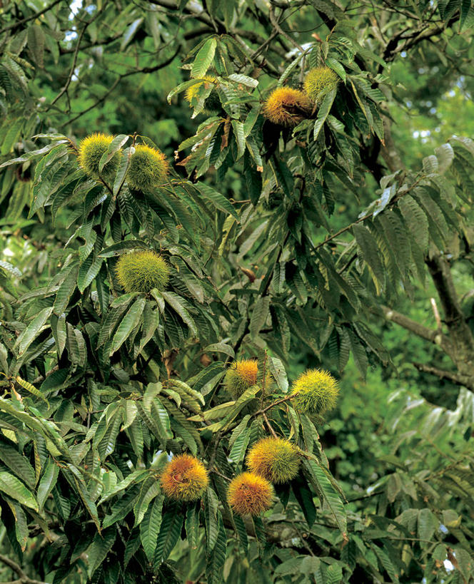 无人,竖图,室外,白天,正面,美景,阴影,光线,影子,景观,板栗,栗子,坚果,毛栗子,板栗树,阳光,自然,景色,自然风光,毛栗,栗果,栗楔,彩图,栗子树