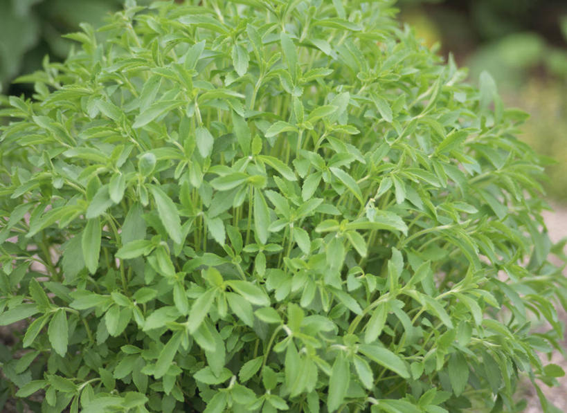 无人,横图,室外,特写,白天,正面,植物,叶子,阴影,朦胧,模糊,光线,纹理,影子,绿叶,草药,药草,中药,绿色,阳光,嫩叶,药材,中草药,中药材,本草,肌理,甜叶菊,叶,叶片,叶脉,彩图