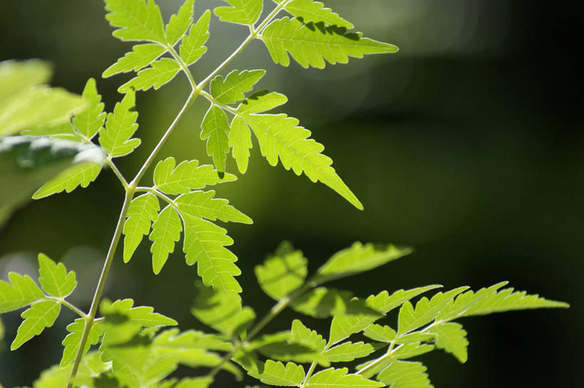 无人,横图,室外,特写,白天,正面,美景,植物,叶子,阴影,朦胧,模糊,光线,纹理,影子,景观,果树,绿叶,树,树木,绿色,阳光,自然,嫩叶,景色,生长,成长,自然风光,肌理,木梨,叶,叶片,叶脉,彩图,木瓜树