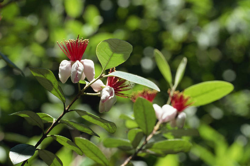 无人,横图,室外,特写,白天,正面,美景,树林,植物,三朵,阴影,朦胧,模糊,盛开,光线,影子,景观,枝条,花蕾,花,花瓣,花朵,鲜花,树,树木,树枝,绿色,阳光,自然,花苞,花蕊,景色,生长,成长,自然风光,虬枝,枝杈,彩图,菲油果,肥吉果,费约果