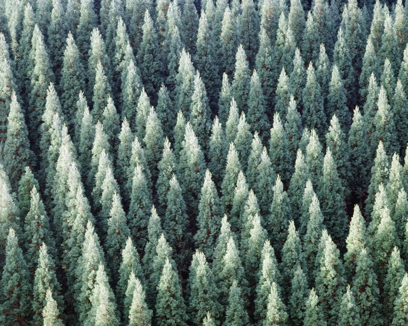 无人,横图,俯视,航拍,室外,白天,旅游,度假,美景,森林,树林,植物,松树,大分县,日本,亚洲,阴影,光线,影子,景观,娱乐,树,树木,绿色,阳光,自然,享受,休闲,景色,放松,茂密,茂盛,生长,成长,鸟瞰,自然风光,杉树,坚定,东亚,日本国,九州本岛,九州,九州岛,九州地方,长寿,大分,贞洁,柳杉,彩图,高角度拍摄,孔雀松,木沙椤树