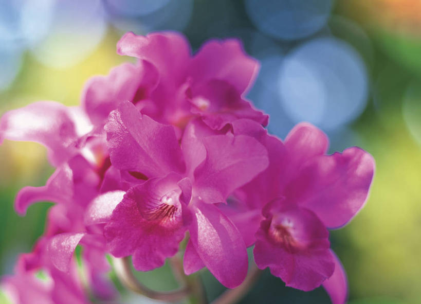 无人,横图,室外,特写,白天,正面,美景,阴影,朦胧,模糊,盛开,光线,影子,景观,花蕾,花,花瓣,花朵,鲜花,紫色,阳光,自然,花苞,花蕊,景色,高雅,自然风光,淡泊,花中君子,热带兰,洋兰,兰花,彩图