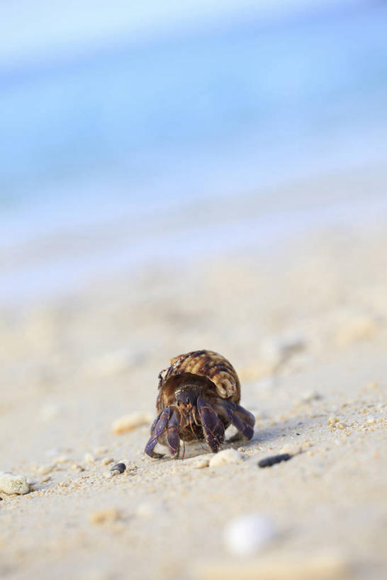蟹,无人,竖图,室外,特写,白天,正面,海浪,海洋,美景,沙滩,朦胧,模糊,沙子,海岸,景观,浪花,寄居蟹,沙地,一只,自然,海水,趴着,景色,自然风光,海景,白住房,干住屋,甲壳动物,大海,风浪,海,海水的波动,海滩,近岸浪,涌浪,趴,彩图,全身