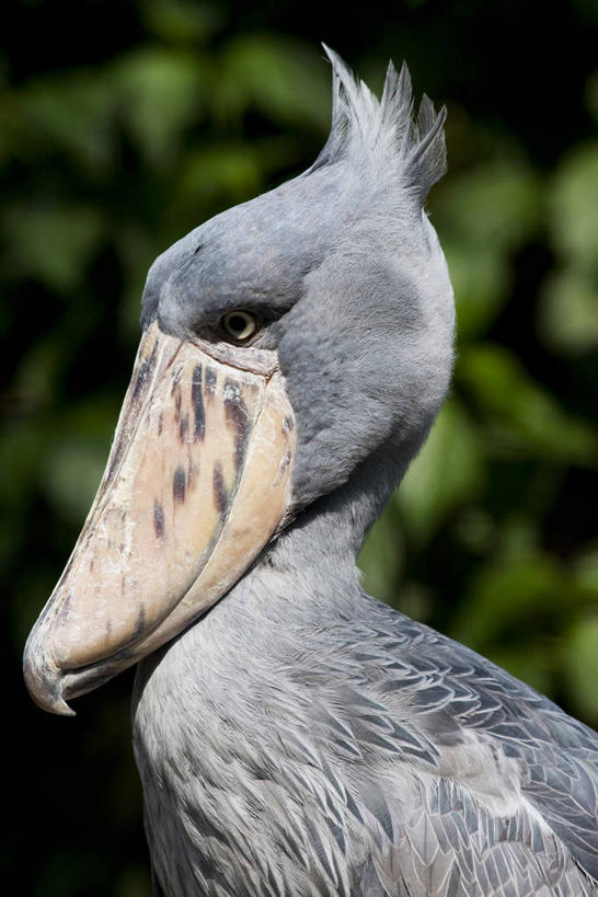 无人,站,竖图,室外,特写,白天,侧面,美景,植物,鸟,阴影,朦胧,模糊,光线,鸟类,影子,景观,注视,树,树木,一只,绿色,阳光,自然,观察,看,站着,景色,生长,成长,观看,察看,鹳,关注,自然风光,鲸头鹳,靴嘴鹳,站立,半身,彩图