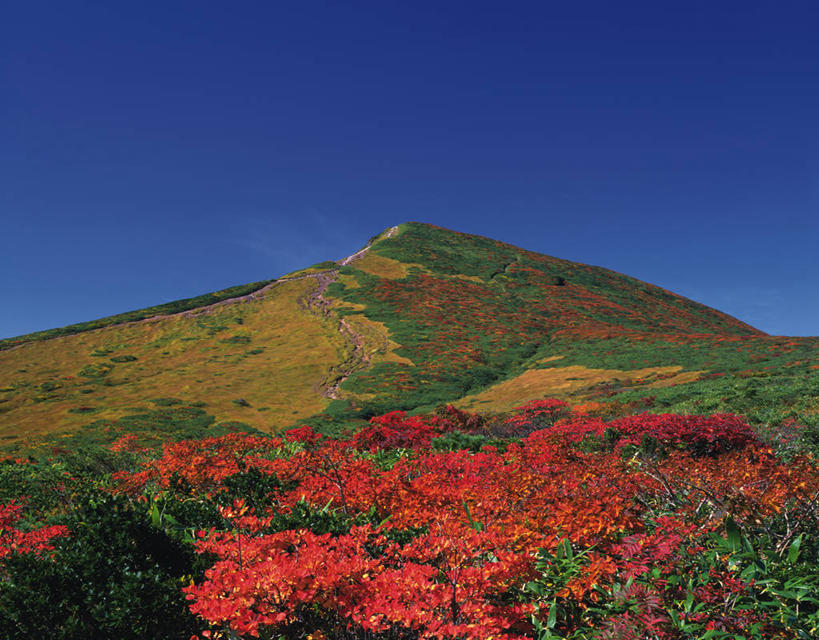 无人,横图,室外,白天,仰视,旅游,度假,花海,花圃,火山,美景,山,山脉,植物,叶子,秋田县,日本,亚洲,阴影,盛开,光线,影子,景观,山峰,山峦,花蕾,娱乐,花,花瓣,花朵,花卉,鲜花,蓝色,绿色,蓝天,天空,阳光,自然,花丛,花束,花田,群山,天,花苞,花蕊,享受,休闲,景色,放松,晴朗,自然风光,东亚,本州,万里无云,本州岛,日本国,宫城,宫城县,秋田,岩手,岩手县,东北地方,栗驹山,晴空,晴空万里,彩图,低角度拍摄