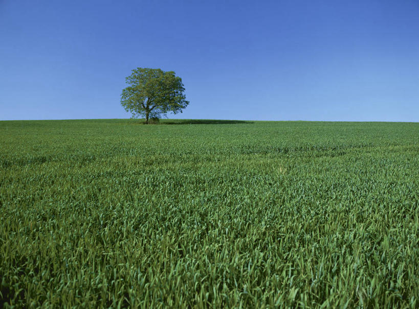 无人,横图,室外,白天,正面,旅游,度假,草地,草坪,美景,树林,植物,法国,欧洲,一棵,阴影,光线,影子,景观,娱乐,草,树,树木,蓝色,绿色,蓝天,天空,阳光,自然,天,享受,休闲,景色,放松,生长,晴朗,成长,西欧,法兰西,自然风光,万里无云,法兰西共和国,法兰西第五共和国,奥弗涅,奥弗涅大区,晴空,晴空万里,彩图