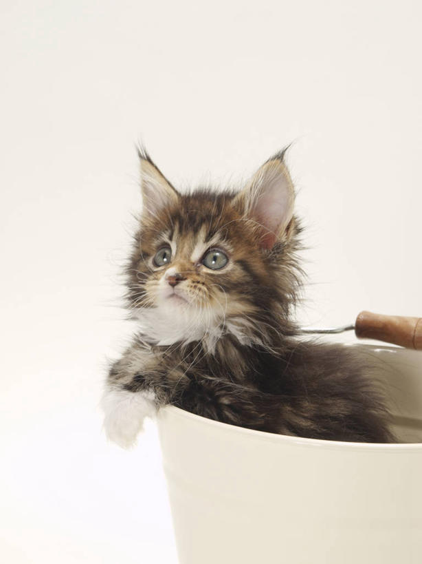 无人,竖图,室内,特写,白天,白色背景,侧面,宠物,猫,阴影,反射,水桶,桶,影子,注视,一个,一只,动物,容器,观察,看,趴着,可爱,摄影,影棚,单个,观看,储藏,察看,储存,关注,猫咪,趴,抬头,仰头,半身,彩图,影棚拍摄,拍摄,贮存