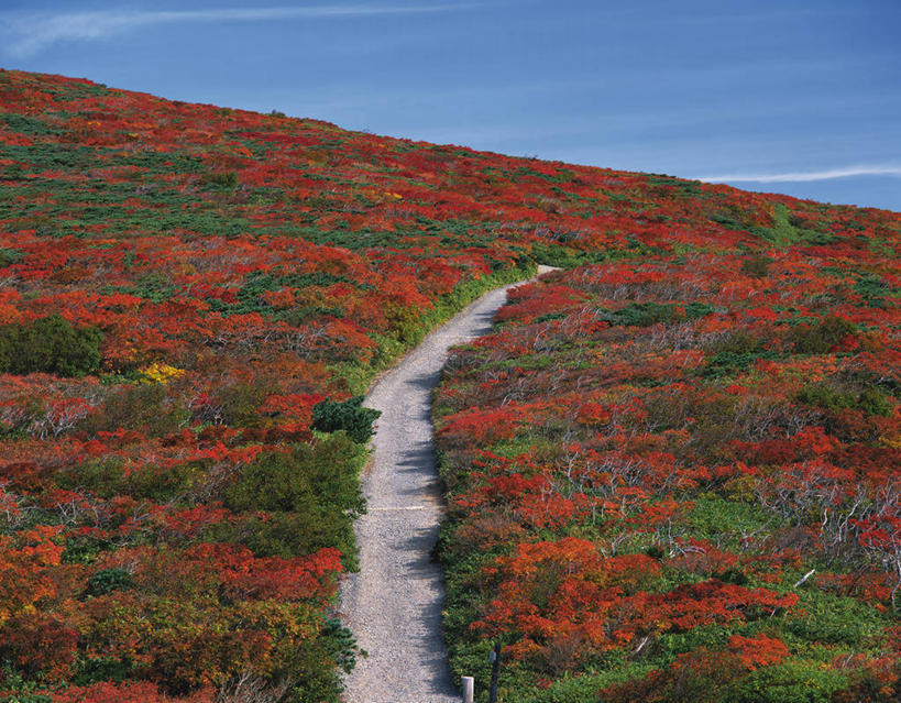 无人,横图,室外,白天,正面,旅游,度假,火山,美景,秋季,森林,山,山脉,树林,植物,道路,路,叶子,秋田县,日本,亚洲,阴影,光线,影子,景观,山峰,云,云朵,小路,枯叶,落叶,交通,山峦,云彩,娱乐,树,树木,蓝色,绿色,白云,蓝天,天空,阳光,自然,群山,天,享受,休闲,景色,放松,乡间小路,生长,晴朗,成长,自然风光,东亚,本州,本州岛,日本国,宫城,宫城县,秋田,岩手,岩手县,东北地方,栗驹山,叶,叶片,晴空,秋,秋天,彩图