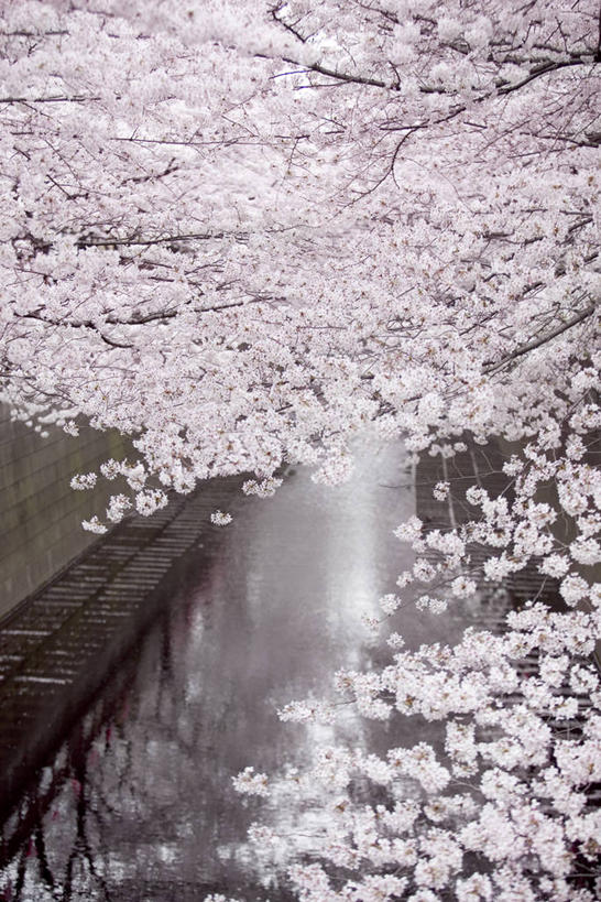 无人,竖图,室外,白天,正面,旅游,度假,幸福,纯洁,美景,植物,樱花,奈良县,日本,亚洲,阴影,盛开,光线,影子,景观,花蕾,娱乐,花,花瓣,花朵,鲜花,树,树木,粉色,绿色,阳光,自然,花苞,花蕊,享受,休闲,景色,放松,生长,成长,等待,生命,自然风光,东亚,本州,本州岛,日本国,近畿地方,奈良,近畿,仙樱花,福岛樱,青肤樱,高尚,热烈,荆桃,彩图,吉野郡