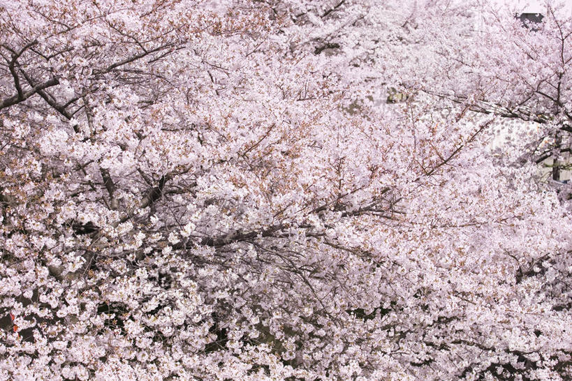 无人,横图,室外,白天,仰视,旅游,度假,幸福,纯洁,美景,植物,樱花,奈良县,日本,亚洲,盛开,景观,枝条,花蕾,娱乐,花,花瓣,花朵,鲜花,树,树木,树枝,粉色,绿色,自然,花苞,花蕊,享受,休闲,景色,放松,生长,成长,等待,生命,自然风光,东亚,本州,本州岛,日本国,近畿地方,奈良,近畿,仙樱花,福岛樱,青肤樱,高尚,热烈,虬枝,枝杈,荆桃,彩图,低角度拍摄,吉野郡