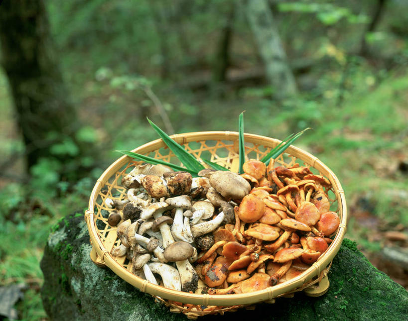 无人,交叉,横图,俯视,室外,白天,石头,美景,树林,植物,竹子,蔬菜,一堆,许多,堆叠,堆积,竹制,朦胧,模糊,新鲜,编织,篮子,石子,景观,菌菇,食品,青苔,苔藓,很多,菌类,平菇,树,树木,食物,一个,绿色,自然,竹篮,食用菌,景色,有机食品,绿色食品,生长,单个,成长,竹条,堆,交织,竹制品,真菌,自然风光,姬菇,糙皮侧耳,侧耳,黑牡丹菇,穿插,石块,岩石,彩图,高角度拍摄