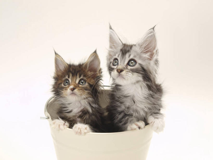 无人,站,横图,室内,白天,白色背景,正面,宠物,猫,阴影,反射,水桶,桶,影子,注视,一个,动物,容器,观察,看,站着,两只,可爱,搭,摄影,影棚,单个,观看,储藏,察看,储存,搭着,关注,猫咪,站立,半身,彩图,影棚拍摄,拍摄,贮存