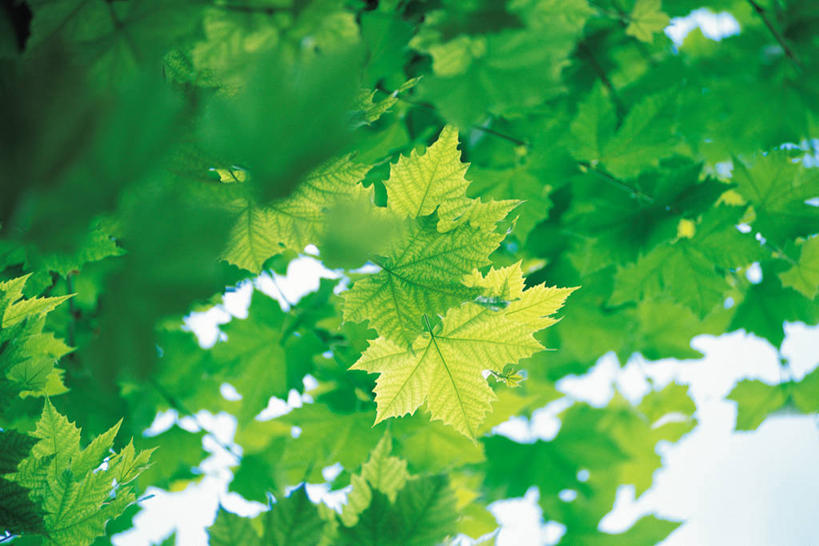 无人,横图,室外,特写,白天,正面,美景,植物,叶子,阴影,朦胧,模糊,光线,影子,景观,绿叶,板栗树,枝条,树,树木,树枝,绿色,阳光,自然,嫩叶,景色,生长,成长,自然风光,虬枝,枝杈,叶,叶片,彩图,栗子树