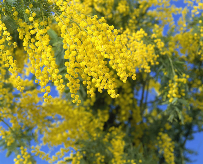 无人,横图,室外,特写,白天,正面,快乐,美景,植物,阴影,朦胧,模糊,盛开,光线,影子,景观,枝条,花蕾,花,花瓣,花朵,鲜花,树,树木,树枝,黄色,绿色,阳光,自然,花苞,花蕊,景色,生长,成长,自然风光,金合欢,鸭皂树,稍纵即逝,虬枝,枝杈,金合欢树,彩图