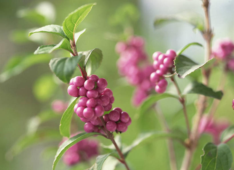 无人,横图,室外,特写,白天,正面,植物,叶子,阴影,朦胧,模糊,盛开,光线,纹理,影子,绿叶,花蕾,花,花瓣,花朵,鲜花,绿色,紫色,阳光,花苞,花蕊,嫩叶,肌理,白棠子树,紫珠,叶,叶片,叶脉,彩图