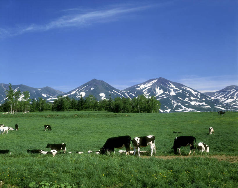 无人,农场,站,横图,室外,白天,正面,旅游,度假,畜牧业,牧场,草地,草坪,石头,美景,山,雪,雪山,植物,大雪,牛,北海道,日本,亚洲,一群,许多,阴影,花纹,光线,石子,影子,冰,积雪,景观,山峰,雪景,云,云朵,冬季,冬天,乳牛,山峦,很多,云彩,娱乐,草,树,树木,蓝色,绿色,白云,蓝天,天空,阳光,自然,动物,天,站着,享受,休闲,家畜,景色,放松,寒冷,牲畜,生长,晴朗,成长,冰冷,自然风光,斑纹,东亚,畜牧,日本国,北海道地方,北海道岛,牧业,严寒,冰凉,酷寒,凛冽,凛凛,极冷,石块,岩石,晴空,奶牛,站立,彩图,全身,十胜综合振兴局,振兴局,道东