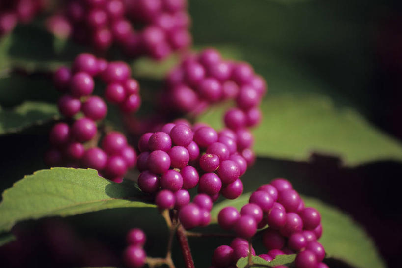 无人,横图,室外,特写,白天,正面,植物,叶子,阴影,朦胧,模糊,盛开,光线,纹理,影子,绿叶,花蕾,花,花瓣,花朵,鲜花,绿色,紫色,阳光,花苞,花蕊,嫩叶,肌理,白棠子树,紫珠,叶,叶片,叶脉,彩图