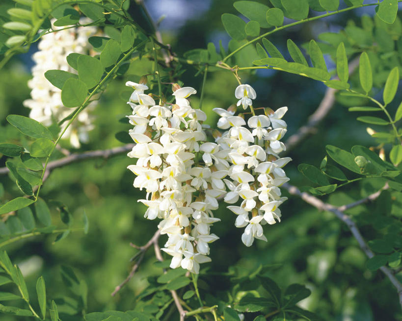 无人,横图,室外,特写,白天,正面,友谊,美景,植物,阴影,朦胧,模糊,盛开,光线,影子,景观,枝条,花蕾,花,花瓣,花朵,鲜花,树,树木,树枝,绿色,阳光,自然,花苞,花蕊,景色,洋槐,生长,成长,刺槐,自然风光,刺槐花,虬枝,枝杈,友情,彩图,胡藤,洋槐花