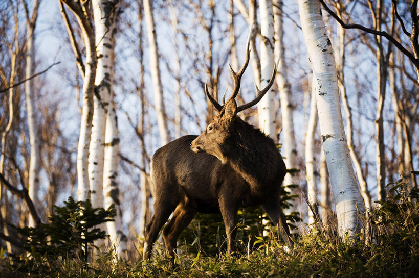 无人,站,横图,室外,白天,正面,旅游,度假,美景,树林,植物,鹿,野生动物,北海道,日本,亚洲,阴影,光线,影子,景观,枝条,扭头,注视,娱乐,树,树木,树枝,一只,蓝色,绿色,蓝天,天空,阳光,自然,动物,天,观察,看,站着,转头,享受,休闲,景色,放松,可爱,活泼,生长,晴朗,成长,观看,察看,关注,自然风光,东亚,万里无云,日本国,北海道地方,北海道岛,知床半岛,花鹿,虬枝,枝杈,晴空,晴空万里,梅花鹿,站立,彩图,全身