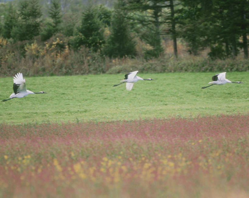 无人,横图,室外,白天,侧面,旅游,度假,草地,草坪,美景,树林,植物,丹顶鹤,北海道,日本,亚洲,三只,飞翔,伸展,张开,展翅,阴影,飞行,光线,翅膀,鹤,影子,景观,翱翔,娱乐,飞,草,树,树木,绿色,阳光,自然,享受,休闲,景色,放松,生长,成长,吉祥,高雅,自然风光,东亚,张开翅膀,日本国,北海道地方,北海道岛,长寿,鴜鷜,忠贞,钏路支厅,展开翅膀,仙鹤,彩图,全身,振兴局,阿寒郡,钏路综合振兴局,道东,鹤居村