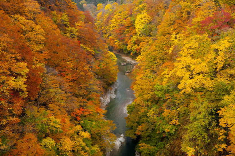无人,横图,俯视,航拍,室外,白天,旅游,度假,河流,美景,秋季,森林,山,山脉,树林,水,植物,秋田县,日本,亚洲,阴影,光线,影子,河水,景观,山峰,水流,山峦,娱乐,树,树木,绿色,小溪,阳光,自然,群山,溪水,享受,休闲,景色,放松,生长,成长,鸟瞰,自然风光,东亚,本州,本州岛,日本国,秋田,东北地方,汤泽,汤泽市,秋,秋天,彩图,高角度拍摄
