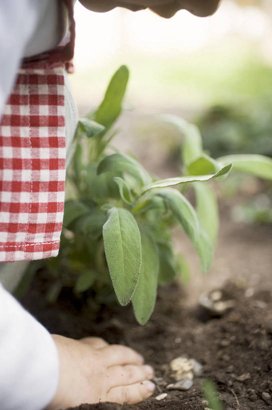 西方人,儿童,手,一个人,家庭,竖图,俯视,室内,特写,白天,纯洁,智慧,叶子,欧洲,欧洲人,仅一个男性,仅一个人,一堆,握,堆叠,堆积,服装,朦胧,模糊,泥土,土壤,绿叶,拿,拿着,小孩,衣服,仅一个小孩,手部,嫩叶,可爱,童年,童趣,握着,服饰,堆,单手,鼠尾草,衣着,穿着,童真,烂漫,无邪,理性,衣饰,天真,男孩,男人,男性,白种人,孩子,叶,叶片,半身,彩图,高角度拍摄,男生