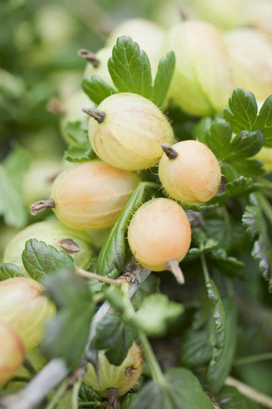 无人,果园,竖图,室外,特写,白天,正面,田园,植物,浆果,水果,叶子,吊挂,悬挂,朦胧,模糊,新鲜,灯笼果,生食,食品,果实,果树,绿叶,枝条,挂,树,树木,树枝,食物,绿色,自然,嫩叶,有机食品,绿色食品,生长,成长,红醋栗,田庄,虬枝,枝杈,园子,叶,叶片,醋栗,彩图