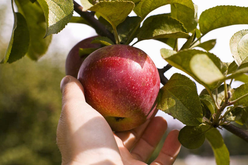 西方人,手,一个人,果园,捧,横图,室外,特写,白天,正面,田园,植物,苹果,水果,欧洲,欧洲人,仅一个男性,仅一个人,朦胧,模糊,新鲜,生食,食品,果实,果树,树,树木,食物,仅一个年轻男性,两个,红色,绿色,天空,自然,天,手部,有机食品,绿色食品,生长,晴朗,成长,单手,万里无云,田庄,园子,男人,男性,年轻男性,白种人,晴空,晴空万里,端,端着,捧着,手捧,半身,彩图