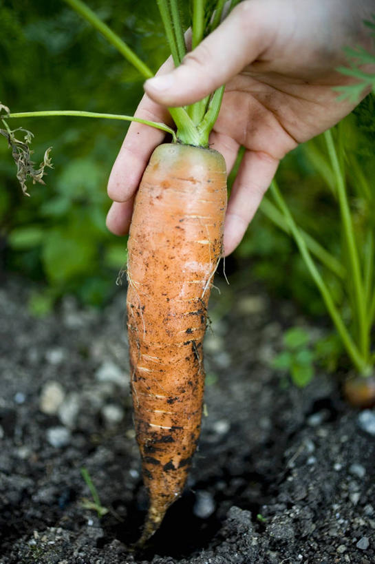 西方人,手,一个人,农田,竖图,俯视,室外,特写,白天,白色背景,庄稼,农作物,萝卜,胡萝卜,蔬菜,叶子,欧洲,欧洲人,仅一个男性,仅一个人,握,阴影,朦胧,模糊,新鲜,反射,影子,泥土,土壤,食品,绿叶,拿,拿着,食物,仅一个年轻男性,一个,手部,橙色,嫩叶,握着,摄影,有机食品,绿色食品,影棚,单个,单手,男人,男性,年轻男性,白种人,叶,叶片,红萝卜,甘荀,半身,彩图,高角度拍摄,影棚拍摄,耕地,拍摄,庄稼田