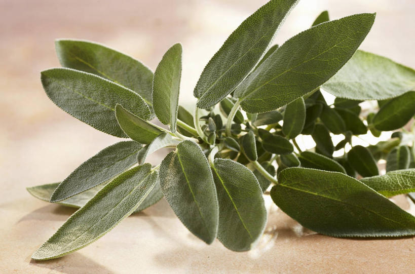 无人,家庭,横图,俯视,室内,特写,白天,智慧,餐桌,桌子,叶子,阴影,朦胧,模糊,反射,影子,绿叶,嫩叶,摄影,影棚,餐台,鼠尾草,理性,叶,叶片,彩图,高角度拍摄,影棚拍摄,拍摄