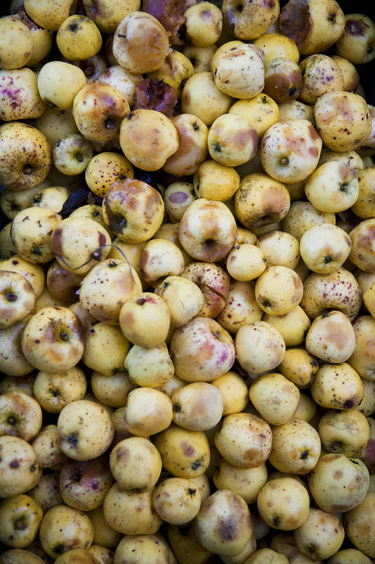 无人,竖图,俯视,室内,特写,白天,苹果,水果,一堆,许多,阴影,堆叠,堆积,新鲜,反射,影子,生食,食品,果实,食物,摄影,有机食品,绿色食品,影棚,堆,彩图,高角度拍摄,影棚拍摄,拍摄