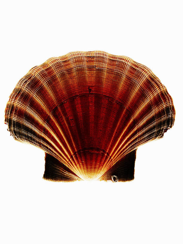 海鲜,无人,竖图,俯视,室内,特写,白天,白色背景,餐桌,桌子,阴影,反射,影子,扇贝,水产,海洋生物,一个,摄影,影棚,单个,餐台,海扇,水生动物,海产品,水生物,海底动物,彩图,高角度拍摄,影棚拍摄,拍摄