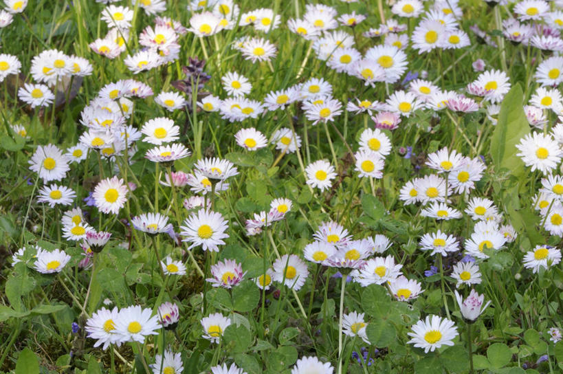 无人,横图,俯视,室外,特写,白天,快乐,幸福,花海,花圃,美景,植物,叶子,阴影,盛开,光线,影子,景观,玛格丽特,花蕾,雏菊,花,花瓣,花朵,花卉,鲜花,绿色,阳光,自然,花丛,花束,花田,花苞,花蕊,菊花,景色,活力,希望,坚强,自然风光,和平,离别,延命菊,幸福花,春菊,马兰头花,暗恋,纯情,单恋,天真,彩图,高角度拍摄,愉快