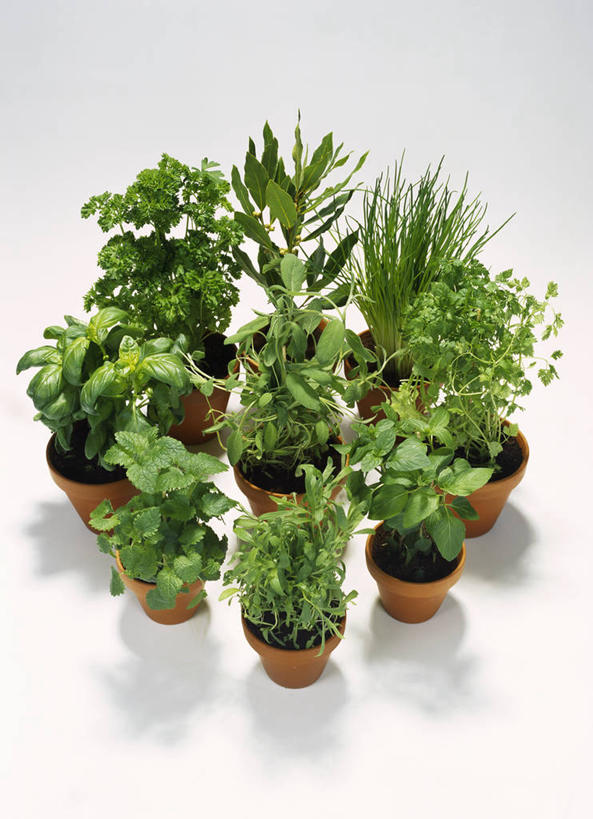 无人,竖图,俯视,室内,特写,白天,白色背景,植物,桌面,桌子,叶子,许多,阴影,反射,木制,盆栽,影子,绿叶,盆景,很多,绿色,自然,木制品,嫩叶,摄影,影棚,生长,成长,叶,叶片,彩图,高角度拍摄,影棚拍摄,拍摄