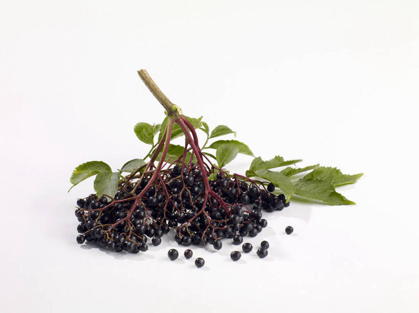 无人,横图,俯视,室内,特写,白天,白色背景,植物,桌面,桌子,叶子,阴影,反射,木制,纹理,影子,绿叶,草药,药草,中药,绿色,木制品,嫩叶,摄影,影棚,药材,中草药,接骨木,中药材,本草,肌理,草珊瑚,接骨金粟兰,九节茶,九节风,九节花,肿节风,竹节茶,叶,叶片,叶脉,彩图,高角度拍摄,影棚拍摄,拍摄