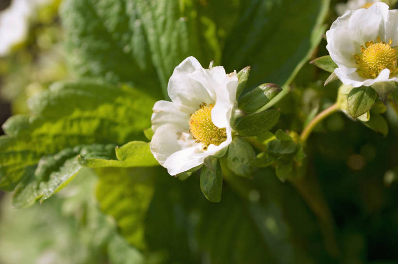 无人,横图,俯视,室外,特写,白天,植物,草莓,浆果,水果,叶子,阴影,朦胧,模糊,新鲜,盛开,光线,纹理,影子,生食,食品,果实,绿叶,花蕾,花,花瓣,花朵,鲜花,食物,绿色,阳光,花苞,花蕊,嫩叶,有机食品,绿色食品,肌理,叶,叶片,叶脉,洋莓,水果皇后,红莓,地莓,彩图,高角度拍摄