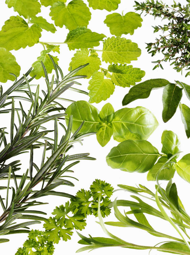 无人,竖图,俯视,室内,特写,白天,白色背景,植物,餐桌,桌子,叶子,阴影,反射,影子,香料,绿叶,草药,中药,绿色,香草,嫩叶,摄影,影棚,餐台,罗勒,迷迭香,紫苏,药材,中草药,九层塔,圣约瑟夫草,甜罗勒,兰香,中药材,本草,海洋之露,叶,叶片,彩图,高角度拍摄,影棚拍摄,拍摄