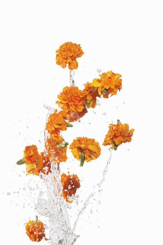 无人,竖图,俯视,室内,特写,白天,白色背景,桌面,桌子,阴影,飞溅,盛开,溅,反射,木制,液体,影子,水滴,花蕾,水珠,花,花瓣,花朵,鲜花,木制品,花苞,花蕊,橙色,摄影,影棚,喷洒,彩图,高角度拍摄,影棚拍摄,拍摄