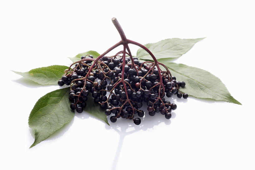 无人,横图,俯视,室内,特写,白天,白色背景,植物,桌面,桌子,叶子,阴影,反射,木制,纹理,影子,绿叶,草药,药草,中药,绿色,木制品,嫩叶,摄影,影棚,药材,中草药,接骨木,中药材,本草,肌理,草珊瑚,接骨金粟兰,九节茶,九节风,九节花,肿节风,竹节茶,叶,叶片,叶脉,彩图,高角度拍摄,影棚拍摄,拍摄