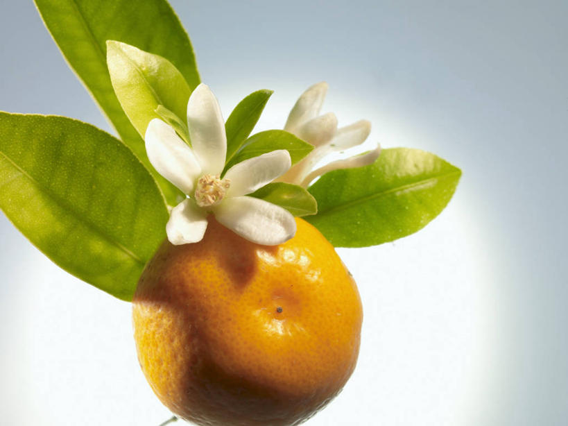 无人,横图,俯视,室内,特写,白天,植物,桌面,桌子,柑橘,水果,叶子,阴影,新鲜,盛开,反射,木制,纹理,影子,生食,食品,果实,绿叶,花蕾,花,花瓣,花朵,鲜花,食物,一个,黄色,绿色,木制品,花苞,花蕊,嫩叶,摄影,有机食品,绿色食品,影棚,单个,肌理,叶,叶片,叶脉,橘子,桔子,橙子,橙,彩图,高角度拍摄,影棚拍摄,拍摄