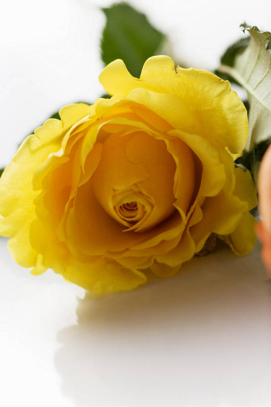 无人,竖图,俯视,室内,特写,白天,白色背景,爱情,幸福,纯洁,热情,植物,桌面,桌子,玫瑰,叶子,阴影,朦胧,模糊,盛开,反射,木制,纹理,影子,绿叶,玫瑰花,浪漫,花蕾,花,花瓣,花朵,鲜花,一朵,黄色,绿色,木制品,花苞,花蕊,温暖,温馨,嫩叶,恩爱,摄影,影棚,和睦,感动,肌理,尊敬,天真,刺玫花,徘徊花,叶,叶片,叶脉,彩图,高角度拍摄,影棚拍摄,拍摄,融洽