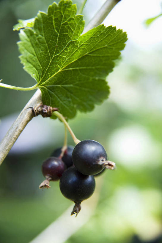 无人,果园,竖图,室外,特写,白天,仰视,田园,植物,浆果,水果,叶子,吊挂,悬挂,朦胧,模糊,新鲜,纹理,生食,食品,果实,果树,绿叶,枝条,挂,树,树木,树枝,食物,绿色,自然,嫩叶,有机食品,绿色食品,生长,成长,肌理,田庄,虬枝,枝杈,园子,叶,叶片,叶脉,彩图,低角度拍摄