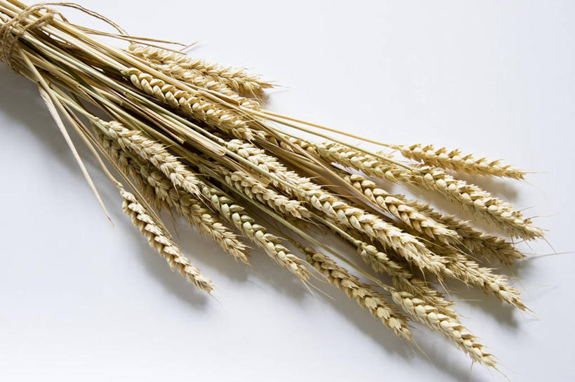 无人,横图,俯视,室内,特写,白天,白色背景,农作物,小麦,餐桌,桌子,阴影,反射,影子,谷物,金色,摄影,麦子,影棚,餐台,彩图,高角度拍摄,影棚拍摄,拍摄