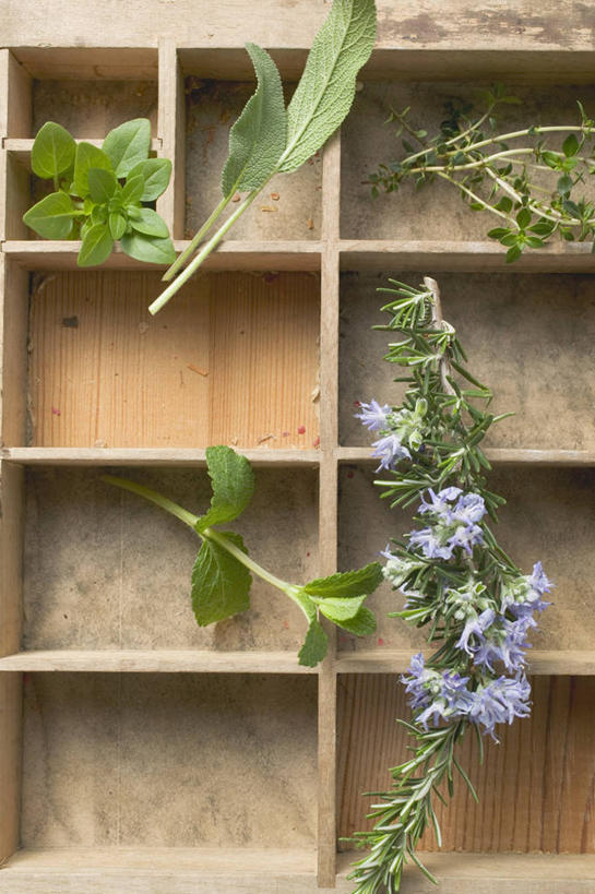 无人,竖图,室内,特写,白天,正面,餐桌,桌子,叶子,阴影,盛开,反射,木制,木盒,影子,绿叶,花蕾,花,花瓣,花朵,鲜花,一个,紫色,木制品,容器,花苞,花蕊,嫩叶,单个,餐台,储藏,迷迭香,储存,海洋之露,叶,叶片,彩图,贮存